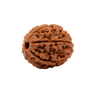Natural rudraksh bead from Nepal